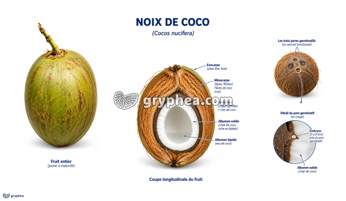 Anatomie du fruit du cocotier (Cocos nucifera) - gryphea.com